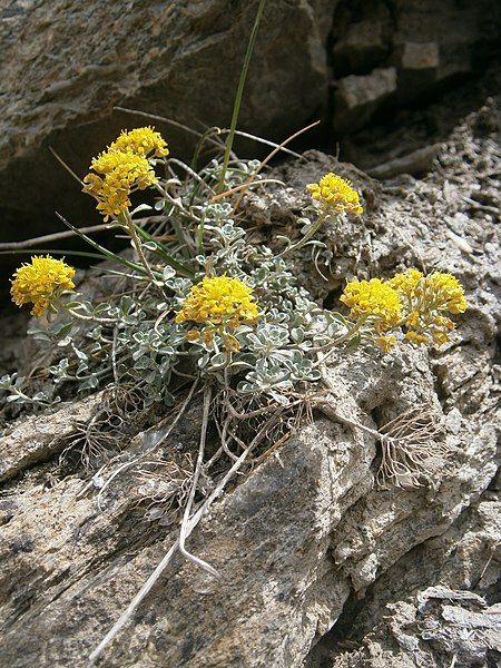 File:Alyssum cuneifolium 001.JPG