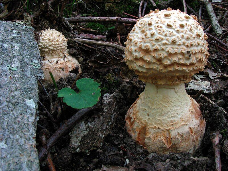 File:Amanita daucipes 18186.jpg