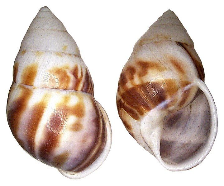 File:Amphidromus perversus shell.jpg