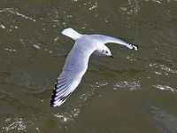 Nonbreeding plumage, Peru