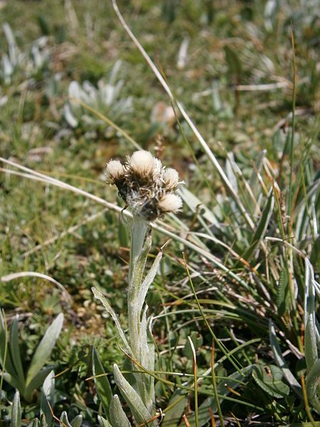 File:Antennaria carpatica 003.jpg