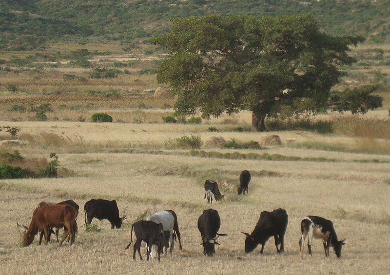 File:Arado cattle.jpg