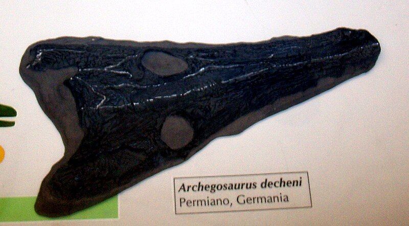 File:Archegosaurus decheni.JPG