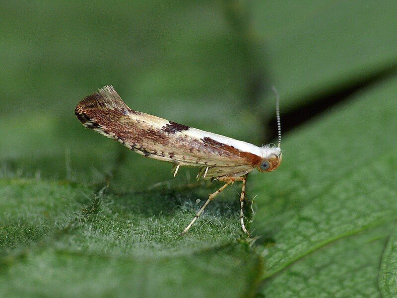 File:Argyresthia bonnetella (4713462911).jpg