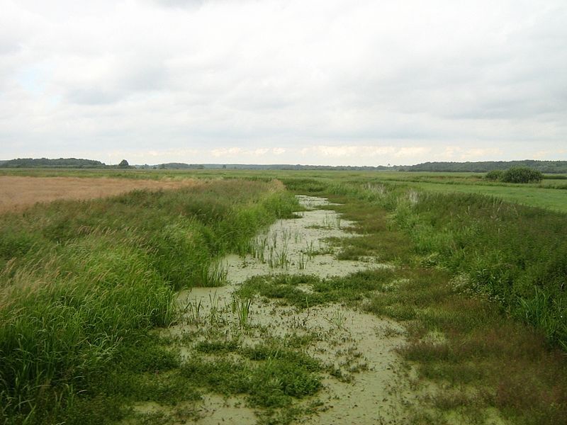 File:Augraben-im-Recknitztal-09-07-2008-113b.jpg