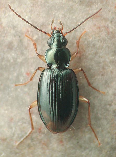 File:Bembidion iridescens.jpg