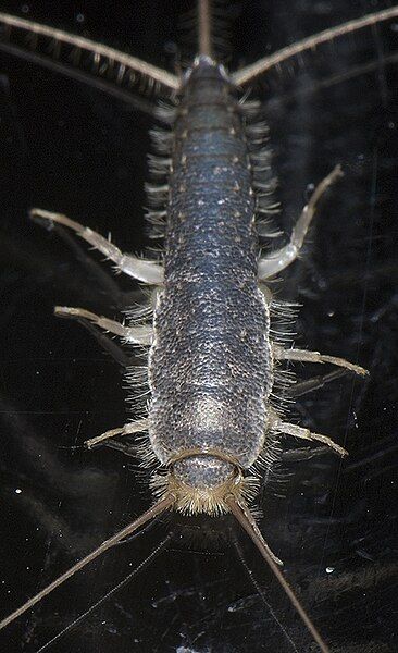 File:Bh silverfish01.jpg