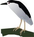 Black-crowned Night Heron