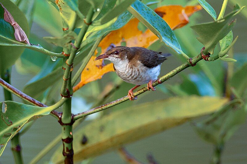 File:Brown-backed Honeyeater 0A2A7234.jpg