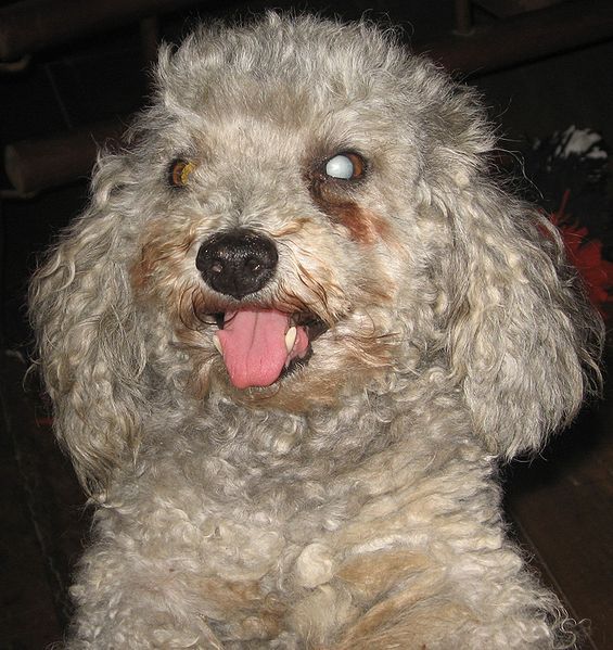 File:Cão com catarata.jpg