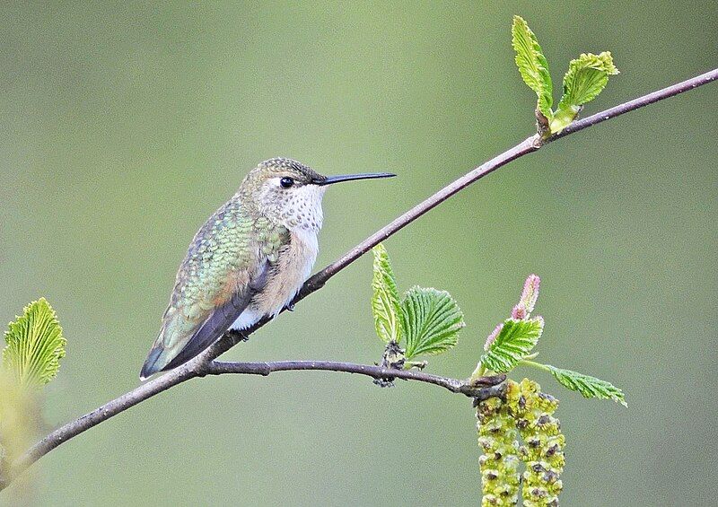 File:Calliope Hummingbird m.jpg