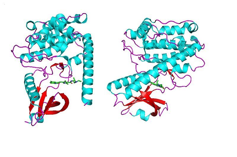 File:Camkii kinase domain.jpg