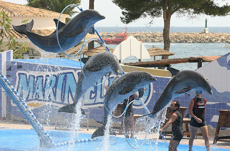 File:Captive Dolphins.jpg