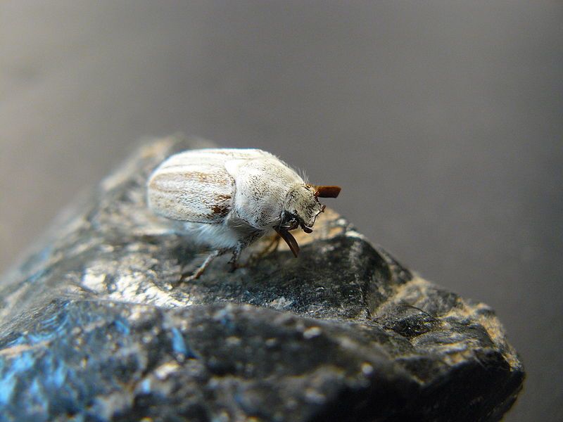 File:Casey's June Beetle.jpg