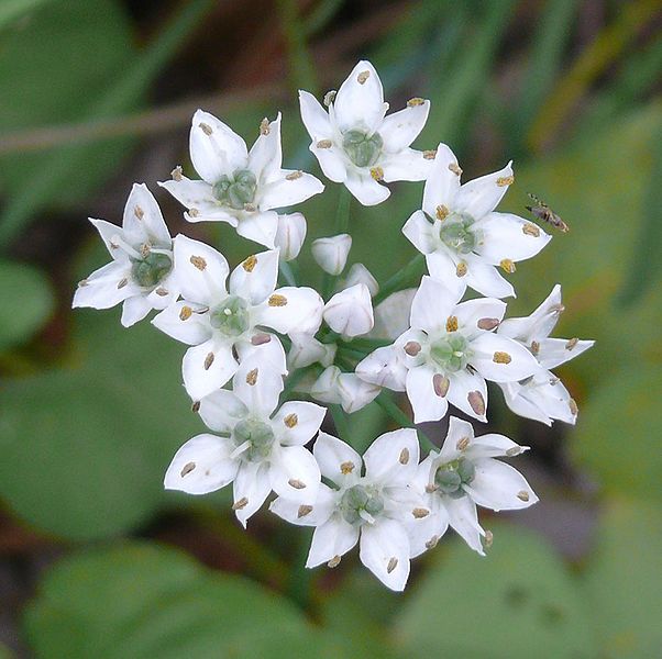 File:Chive flower.jpg