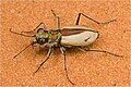 Cicindela albissima