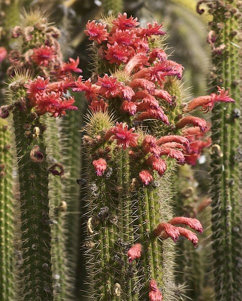 File:Cleistocactus samaipatanus.jpg