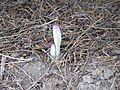 Colchicum cilicicum 'Purpureum' buds