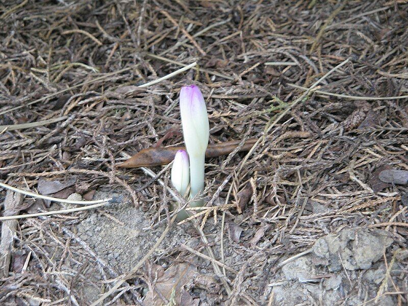 File:Colchicum cilicicum buds.jpg