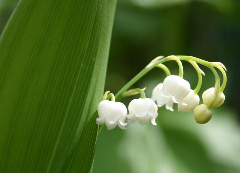 File:Convallaria majalis zoom.jpg