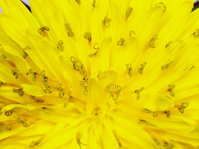 File:Dandelion Stigma.jpg