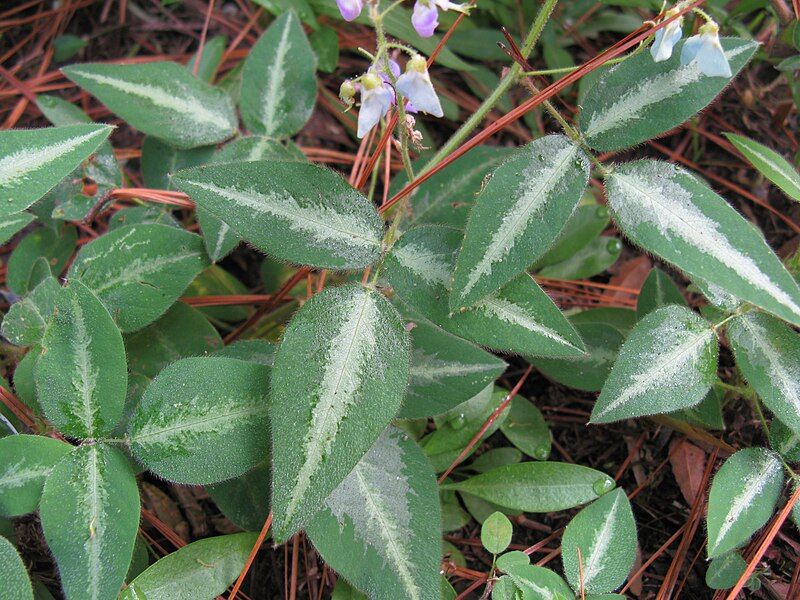 File:Desmodium uncinatum.jpg