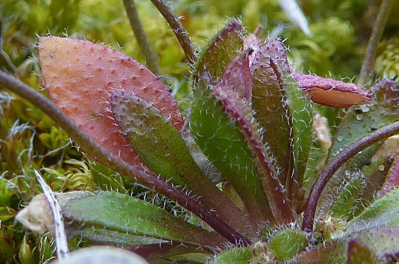 File:Draba verna leaves.jpg