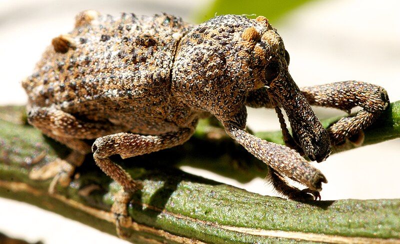 File:Elephant Weevil.jpg