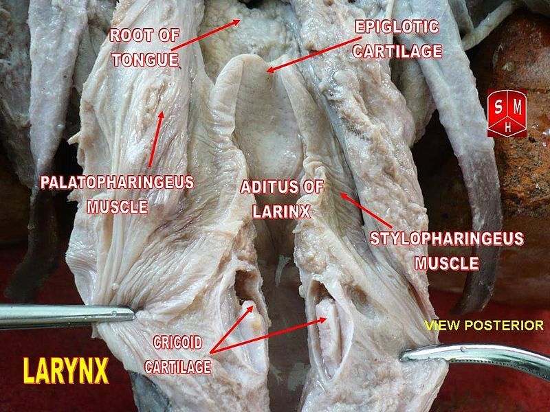 File:Epiglotic cartilage.jpg