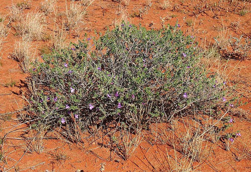 File:Eremophila obovata plant.jpg