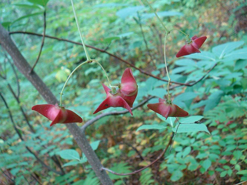 File:Euonymus macroptera.2.JPG