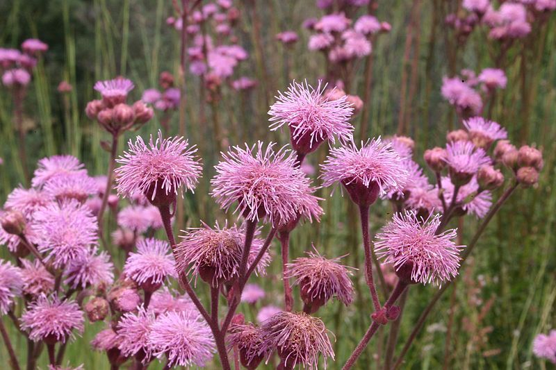 File:Eupatorium macrocephalum01.jpg