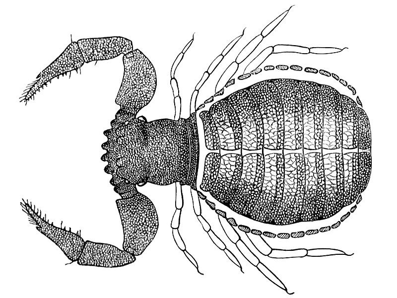 File:Feaella mirabilis.jpg