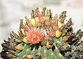 Ferocactus townsendianus in flower, with some fruits also visible