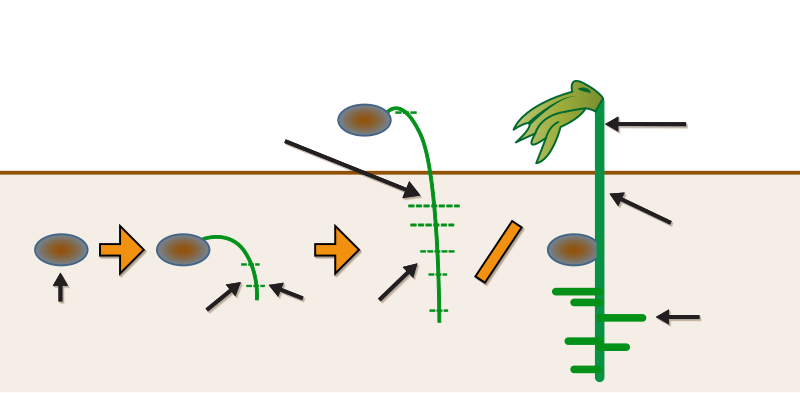 File:Germination.svg