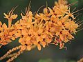 Glorybower Flower in Bangalore, India