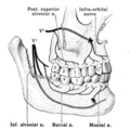 Scheme of the Distribution of the Trigeminal Nerve