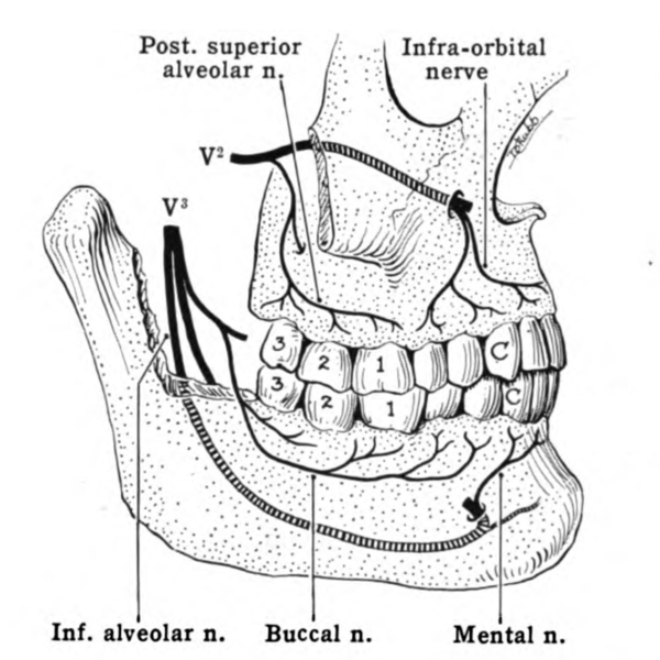 File:Grant 1962 656a.png