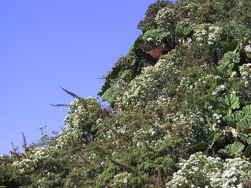 File:Gunnera insignis20020314 4.JPG