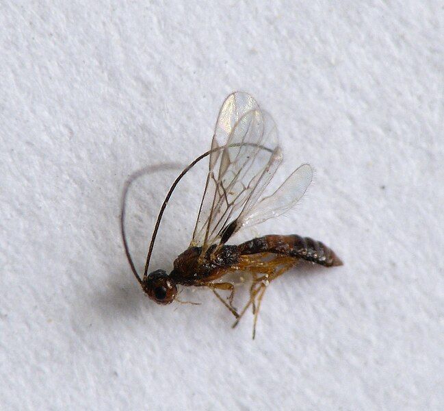 File:Heterospilus eurostae male.jpg