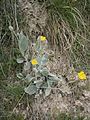 Hieracium tomentosum