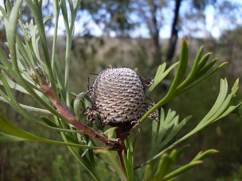 File:Isopogon fruit (3475372179).jpg