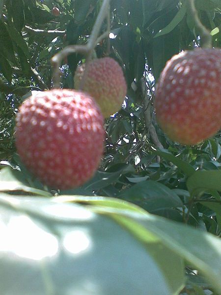 File:Juicy Rampurwa Litchi.jpg