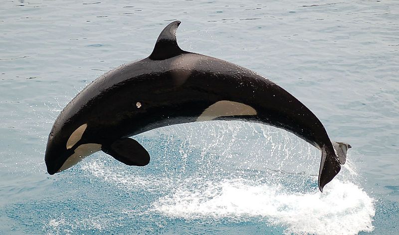 File:JumpingOrca.jpg