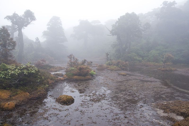 File:Kohananoego Wetland 07.jpg