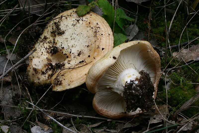 File:Lactarius zonarius 20100929w.JPG