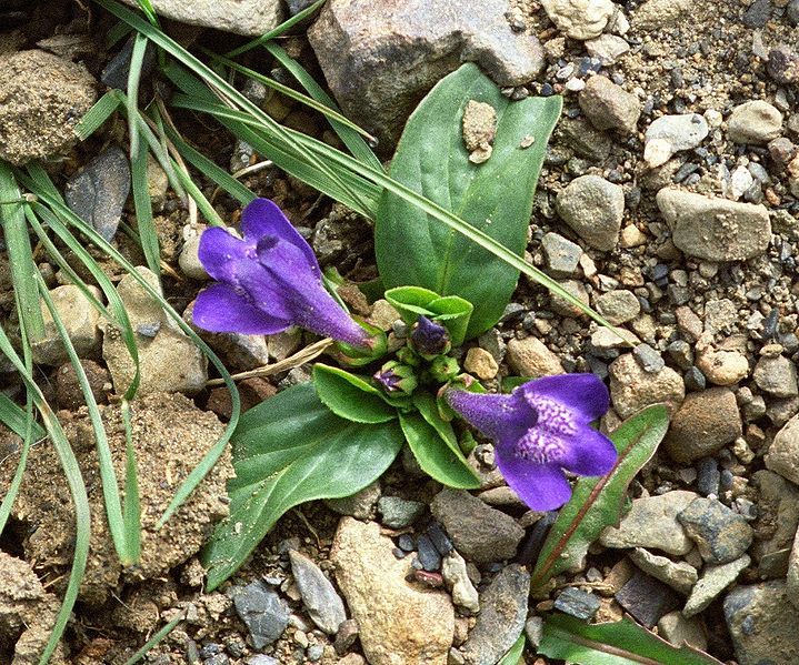 File:Lancea tibetica.jpg