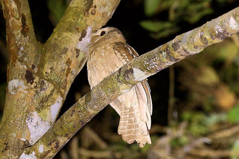 File:Large Frogmouth1.jpg