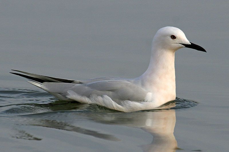 File:Larus genei.jpg