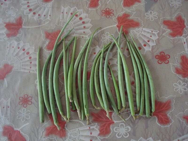 File:Leptadenia pyrotechnica pods1.JPG